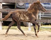 Saedis von Heidmoor d